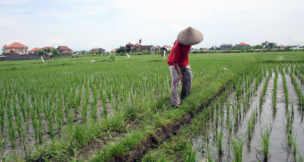 Potensi Pertanian Berkelanjutan